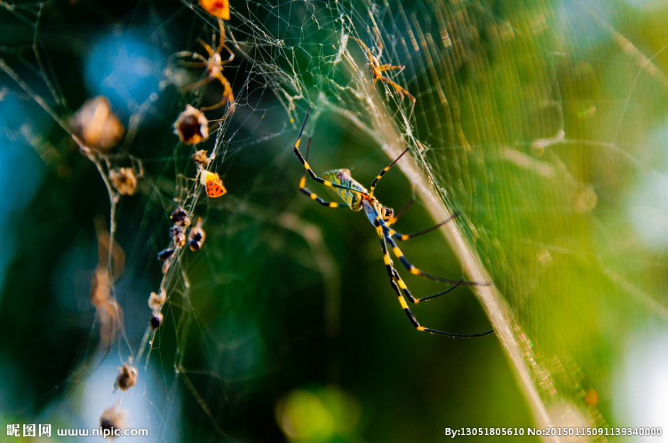 八条腿的蜘蛛高清图片