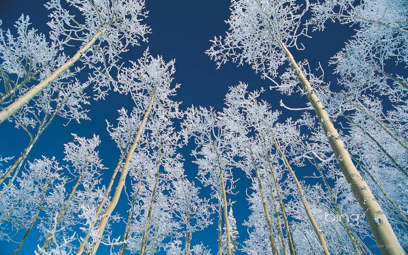 迷情冬季雪景精美壁纸赏析