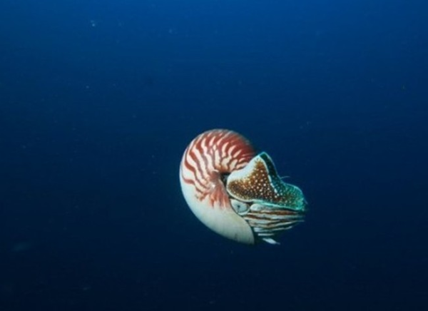 活化石异鹦鹉螺再现 惊艳稀奇令人震惊