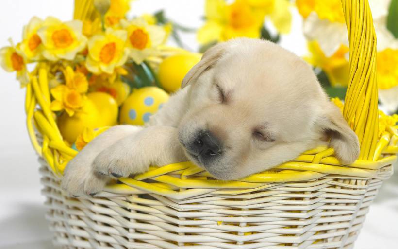 超可爱狗狗睡梦中唯美图片