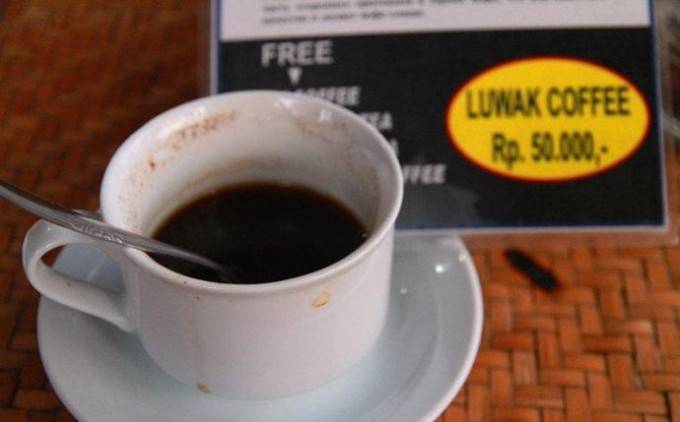 史上最贵的麝香猫咖啡