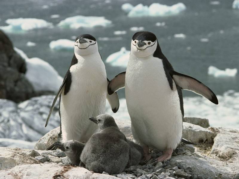 企鹅雪狐野生动物图片合集