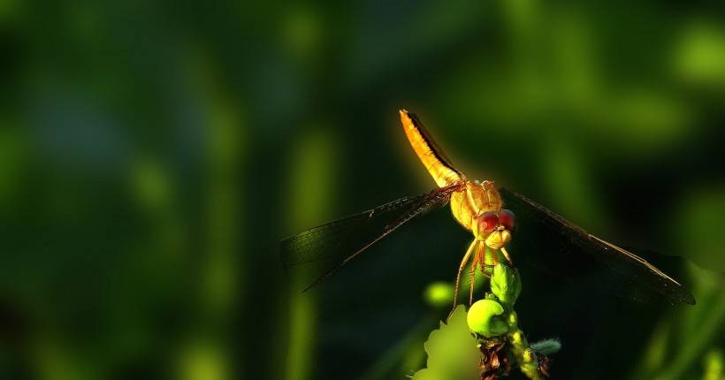 蜻蜓昆虫图片公园风景特写