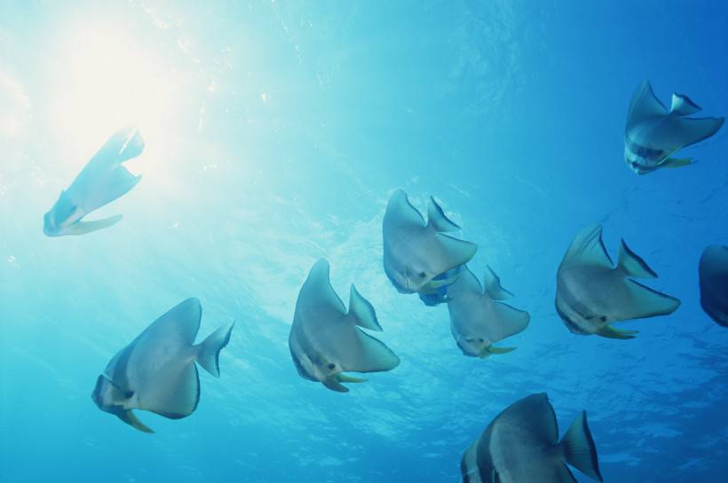 海洋浅水鱼类图片