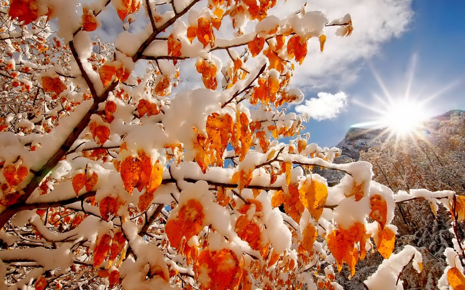 冬天森林雪景风景图片壁纸