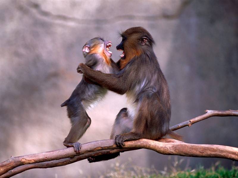 猿猴猩猩等灵长类动物合集