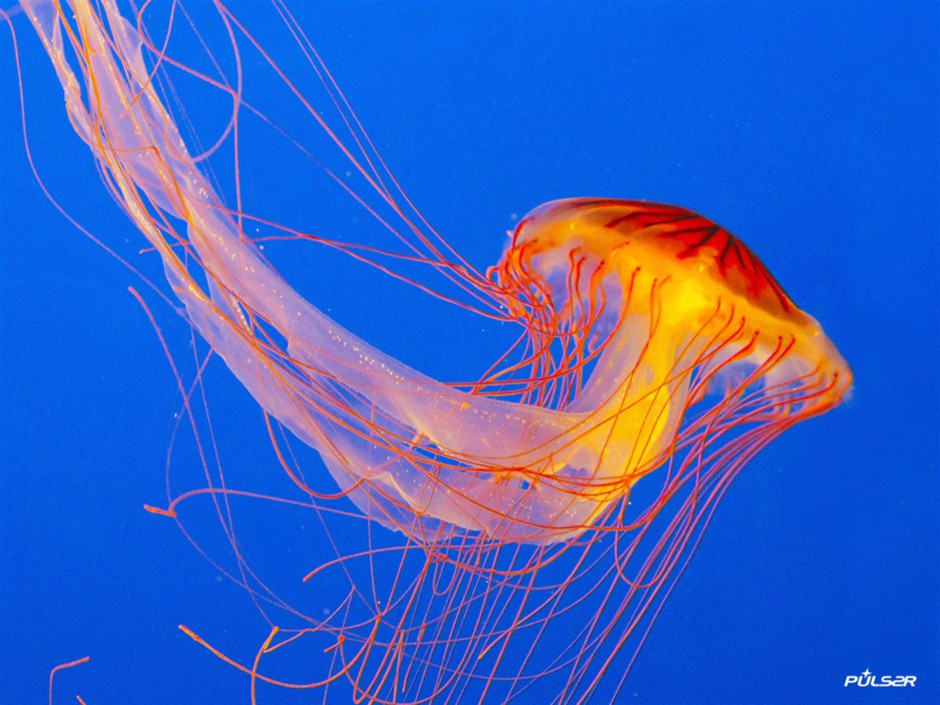 美丽的海底世界水母图片特写