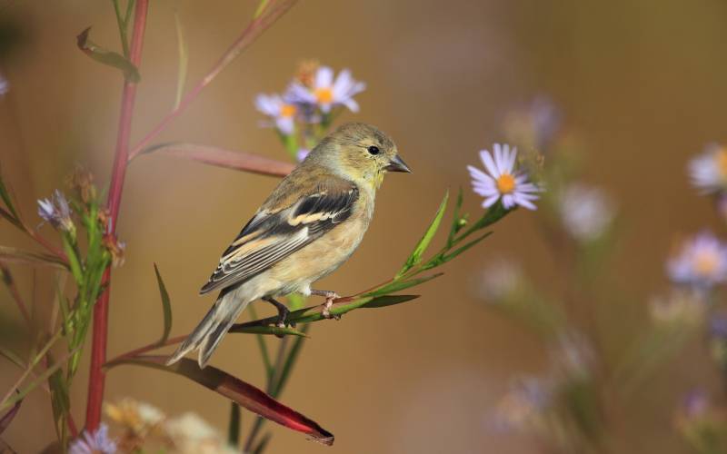 春天的鸟儿高清动物图片
