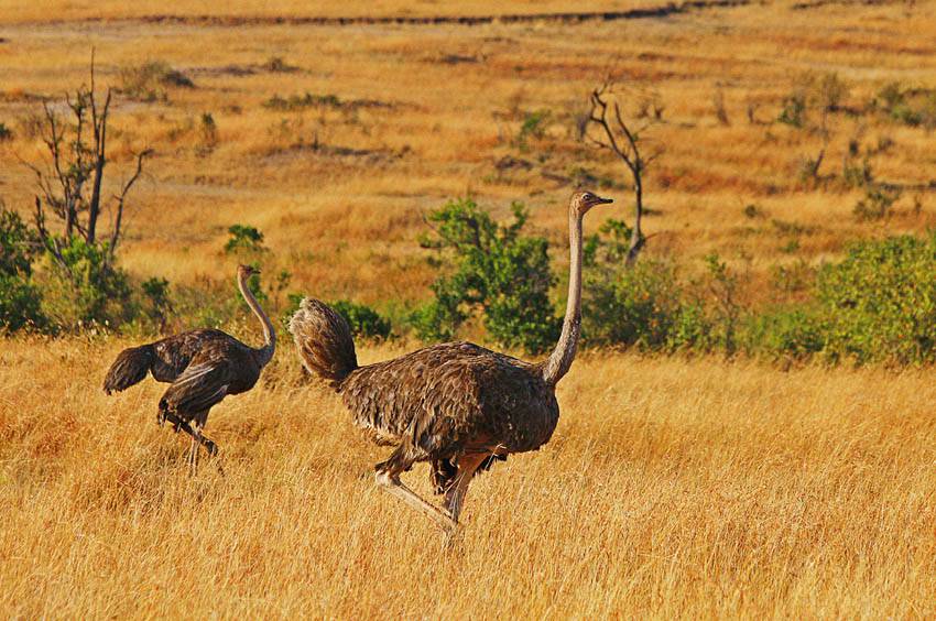 非洲鸵鸟草原奔跑图片