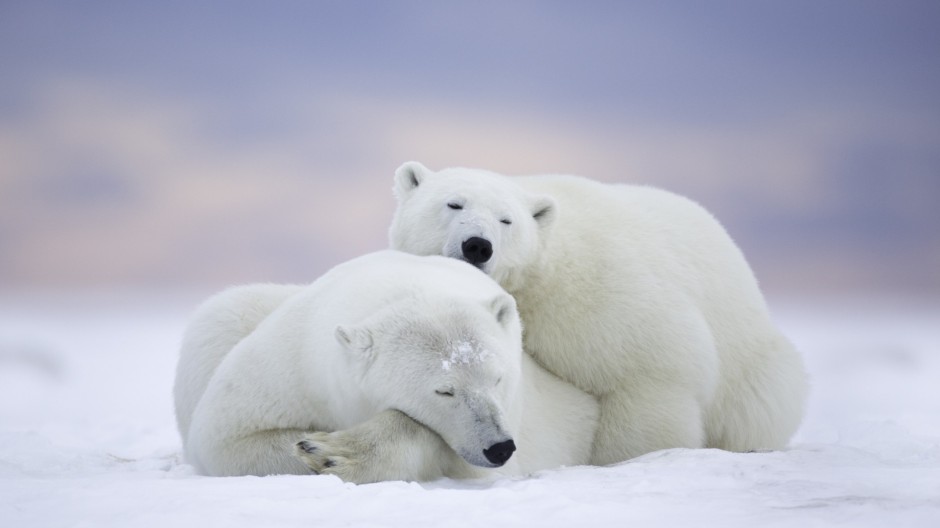 北极熊恩爱情侣的图片