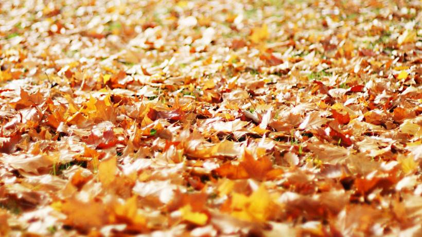 唯美秋天落叶优美风景图片壁纸