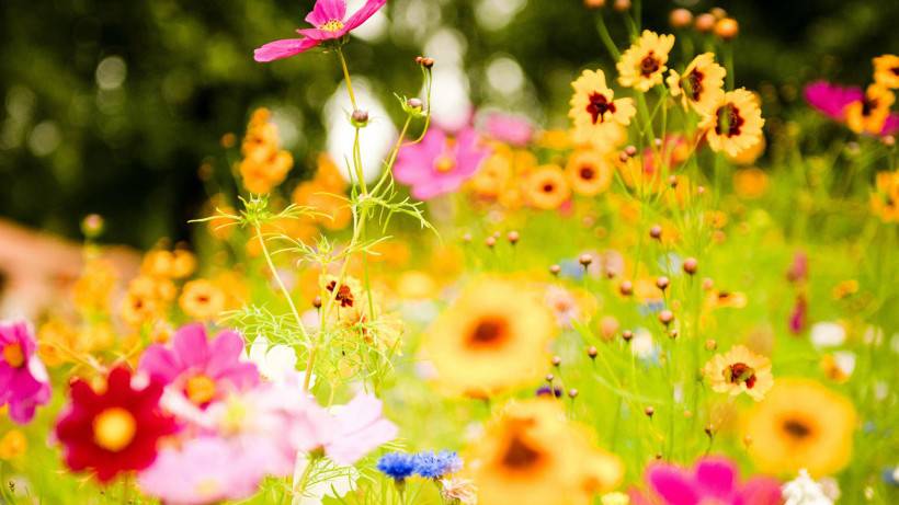 唯美花海风景图片高清壁纸精选