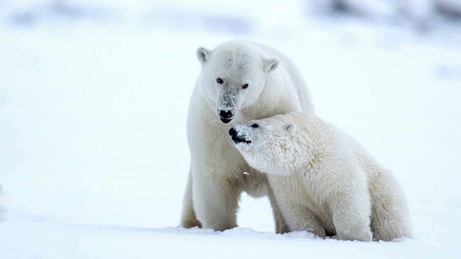 北极熊恩爱情侣的图片