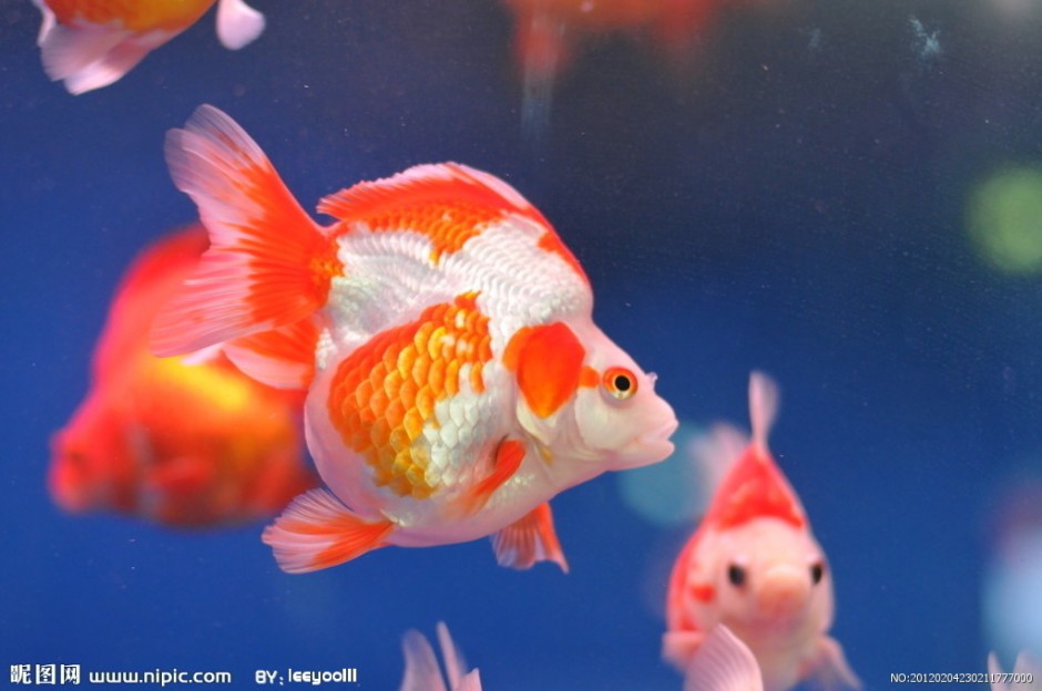 小金鱼色彩斑斓图片