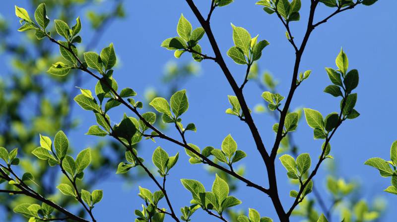 绿色护眼植物微距风景壁纸