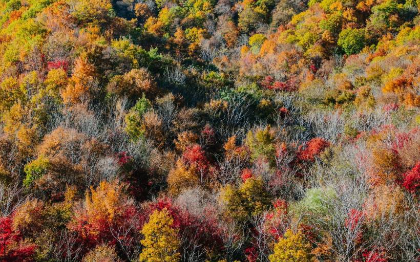 秋季枫叶唯美树林风景图片壁纸