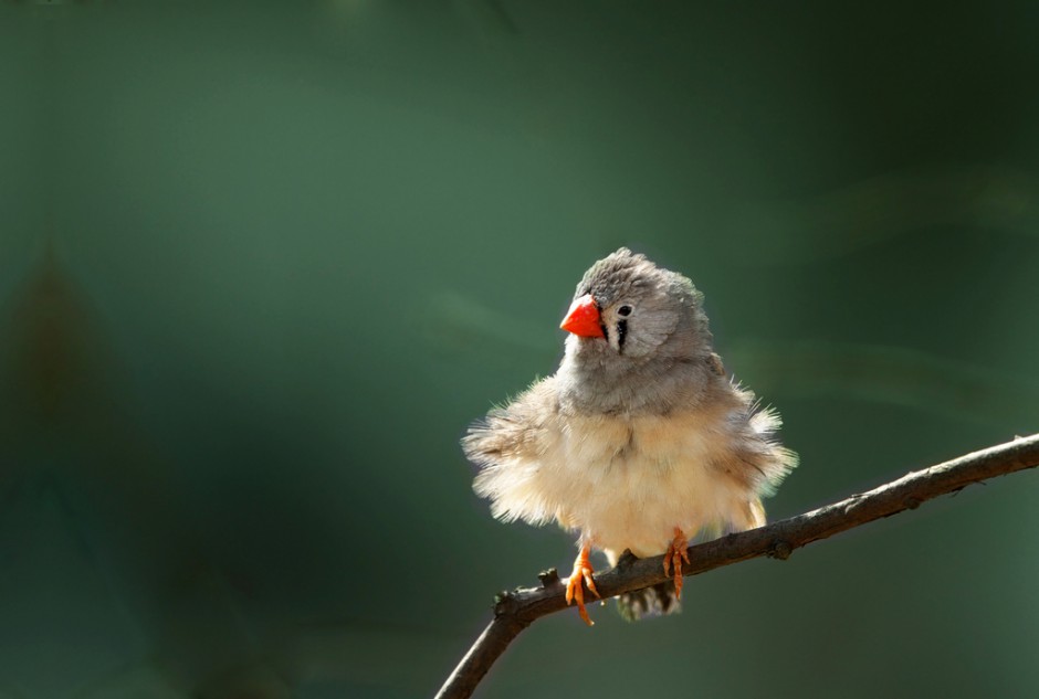 可爱呆萌的小珍珠鸟图片
