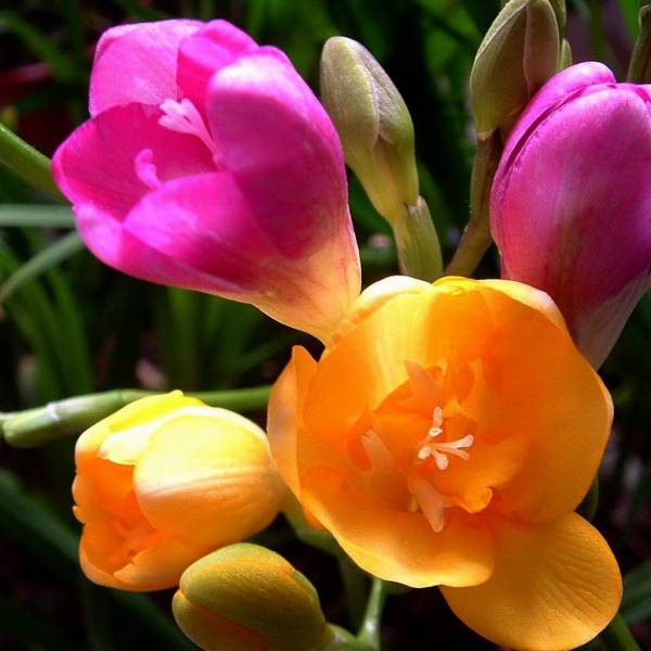 漂亮的秋天花卉植物高清图片