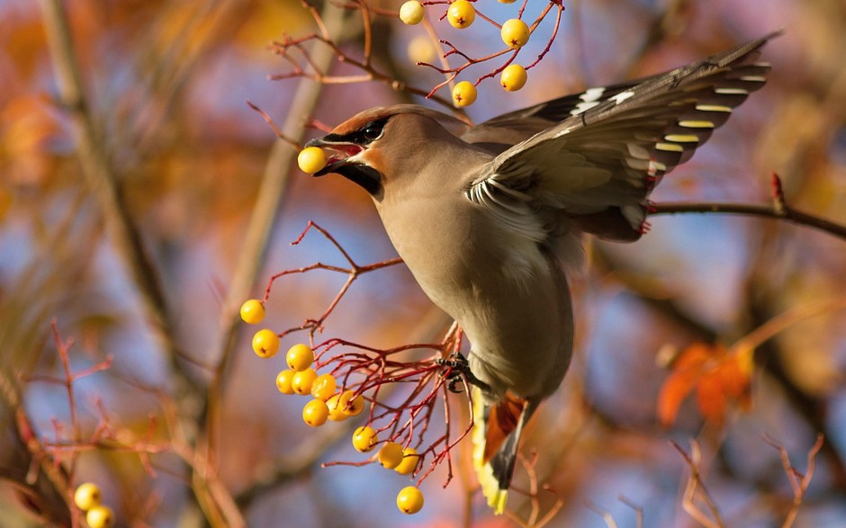 浪漫初春高清森林鸟类壁纸