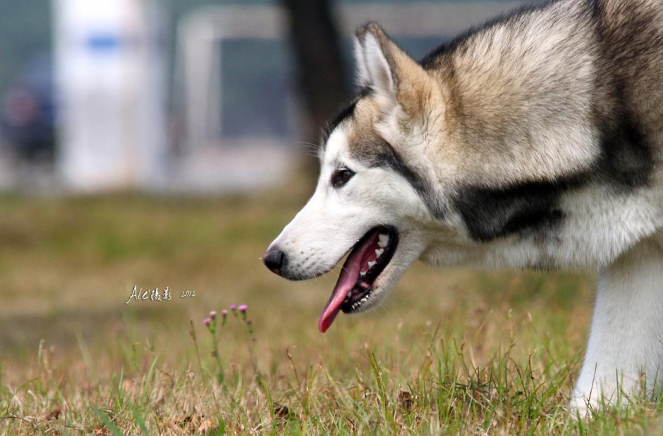 纯血阿拉斯加犬高清晰特写图片