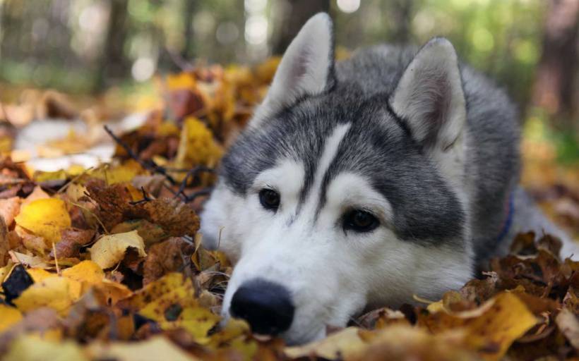 可爱雪橇犬哈士奇高清图片