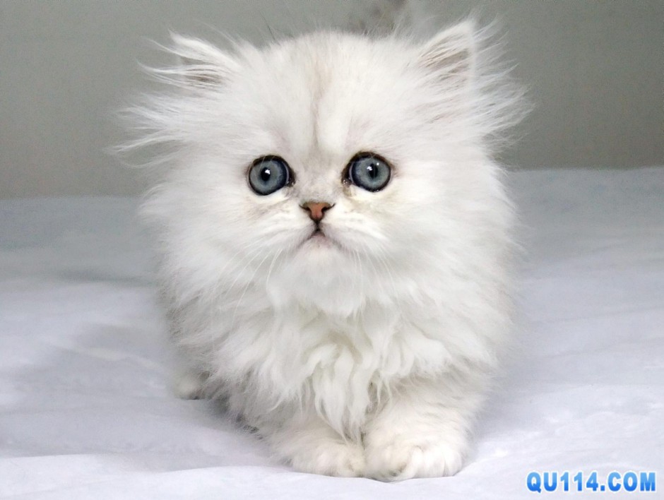 白色小波斯猫图片大全可爱