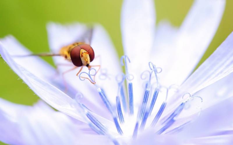 无聊拍苍蝇超高清图片