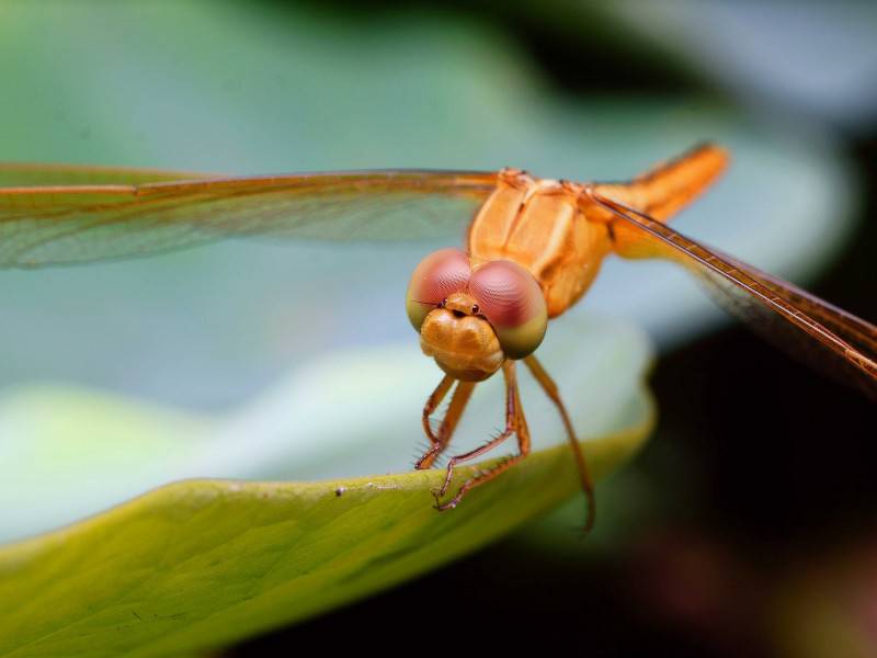 绿叶上的蜻蜓高清特写图片
