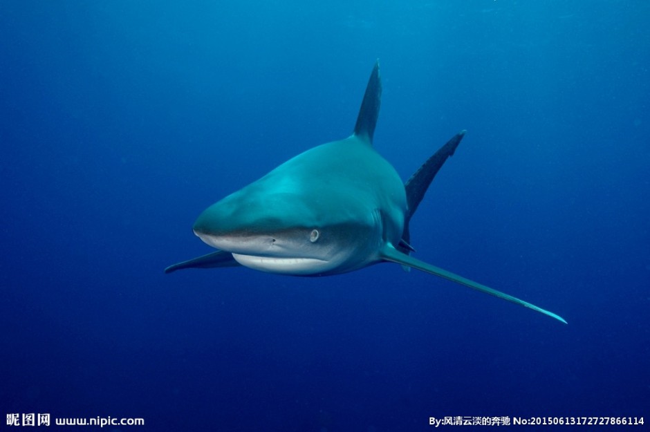 深海鲨鱼高清特写图片