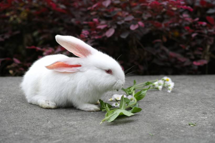 空地上吃草的萌哒哒小兔图片