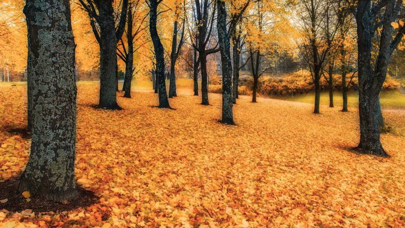 秋天树林山川风景图片壁纸