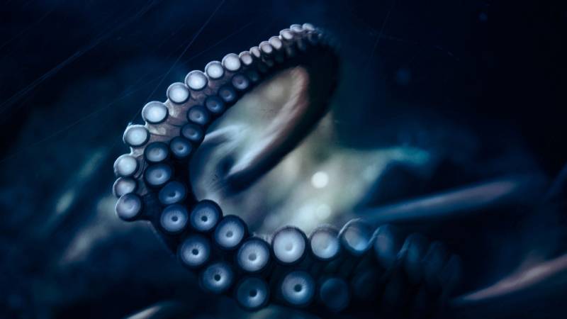 滑溜溜的章鱼特写海洋动物图片