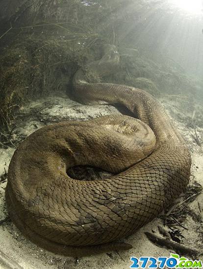 近距离拍摄巴西水蟒 体长超八米维度骇人