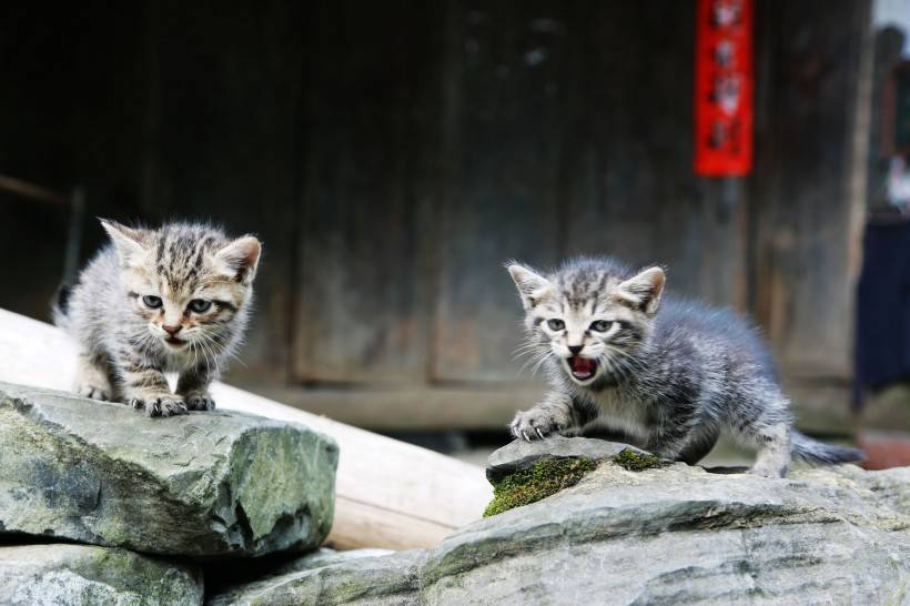 可爱小猫咪图片高清摄影