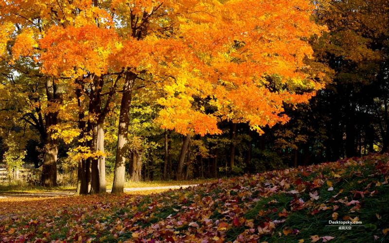 唯美秋天迷人风景高清壁纸