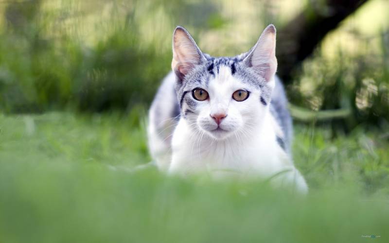 炯炯有神的可爱猫咪特写组图