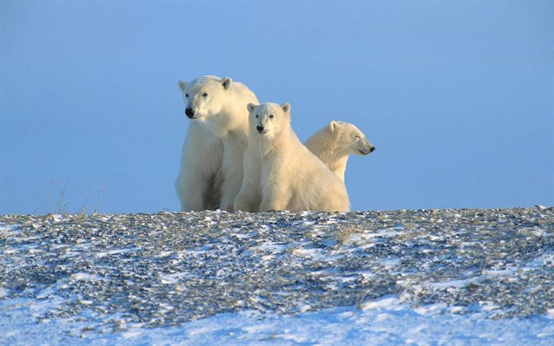 北极健壮北极熊高清动物图片