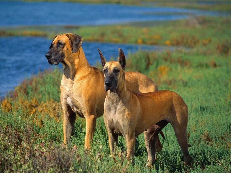 巴哥犬等中小型宠物狗图片合集