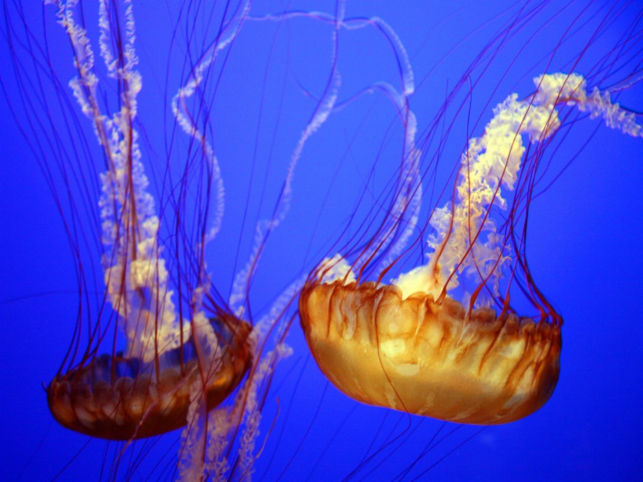 美丽的海底世界水母图片特写