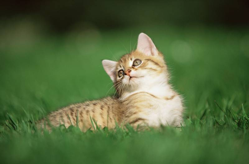 小猫咪与鱼写真桌面高清壁纸