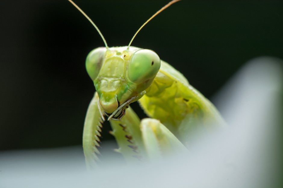 昆虫王者凶悍的螳螂高清图片