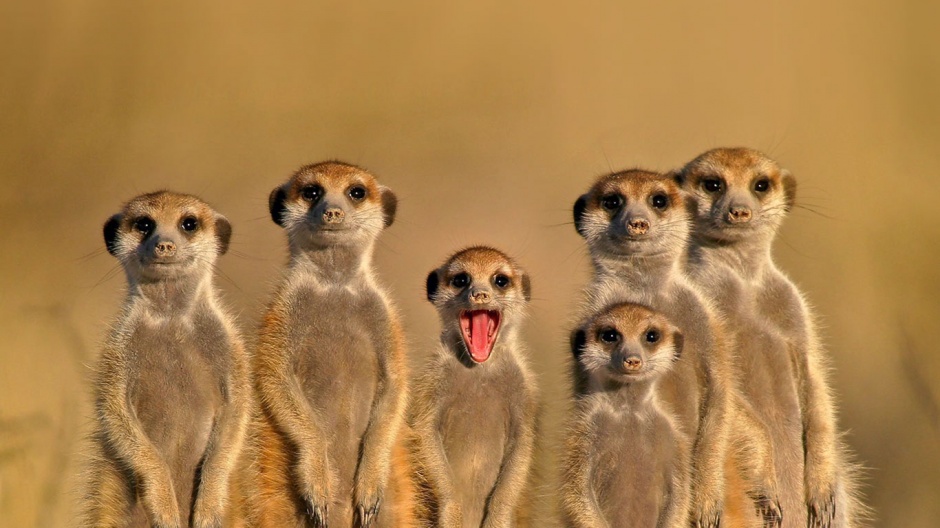 非洲平原猫鼬高清摄影图片