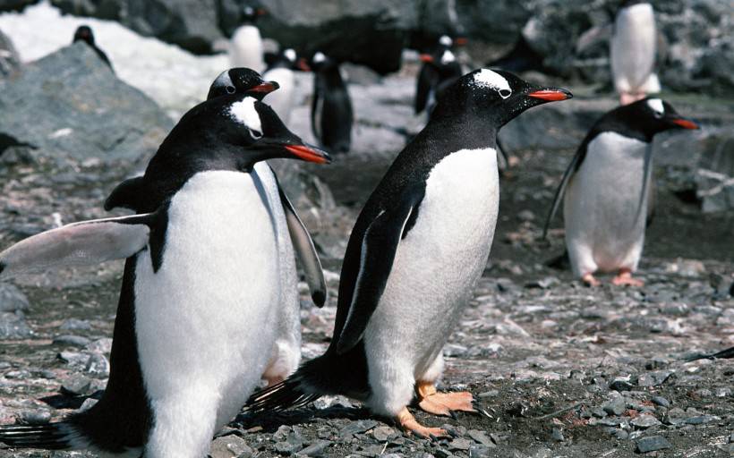 网友提供南极企鹅图片