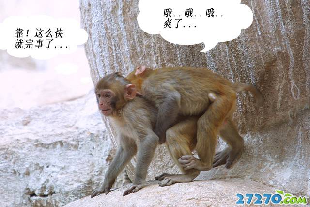 猴子夫妻的那点事