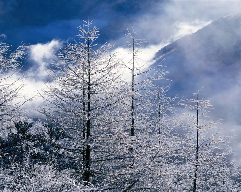 冰雪覆盖的高山树木图片