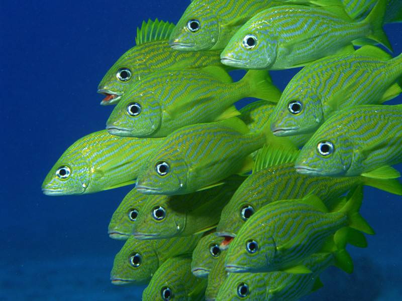 海底世界里那五颜六色的海洋生物