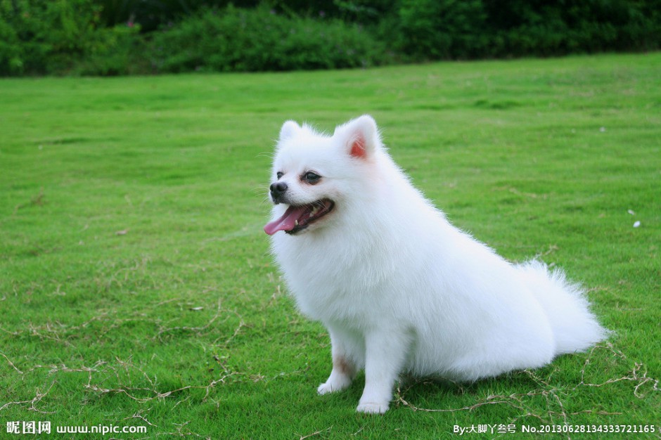 草地上的白色博美犬萌图