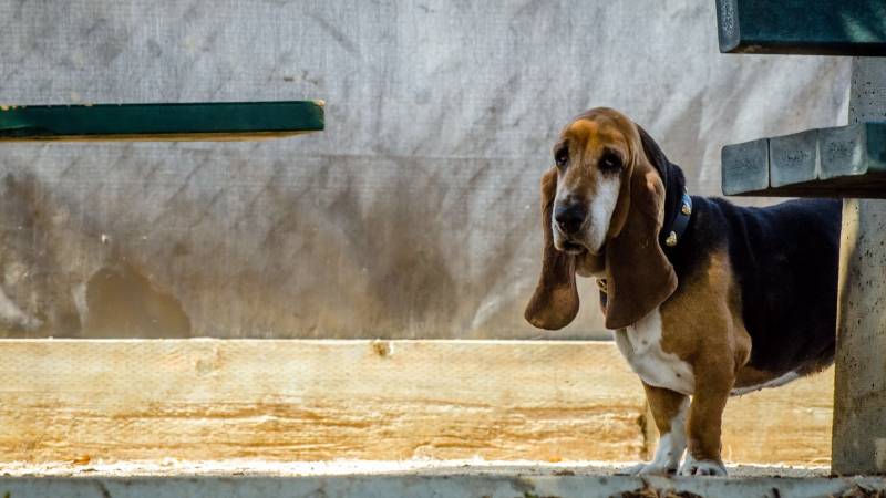 呆萌二货巴吉度猎犬动物高清大图