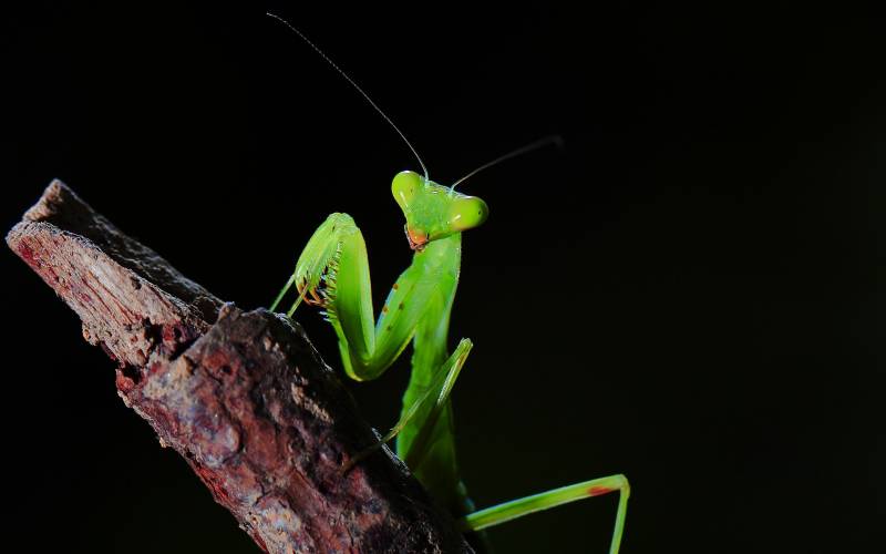 绿色昆虫螳螂近焦距特写高清壁纸