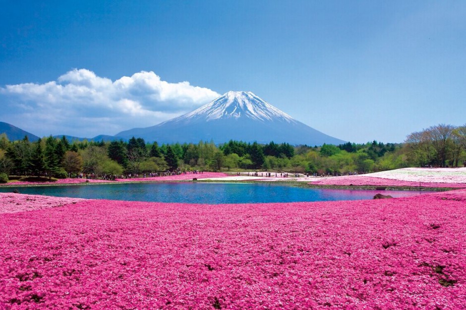 樱花富士山美景图片优美清澈